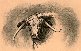 A Longhorn Steer Head
