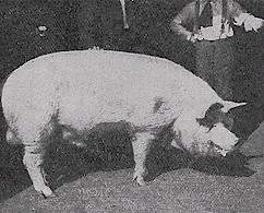 Yorkshire boar