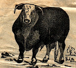 Hereford Bull Etching