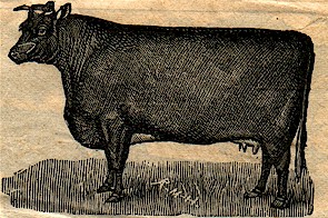 A Shorthorn Cow