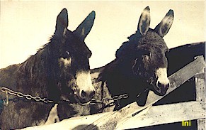 donkey01.jpg (23419 bytes)